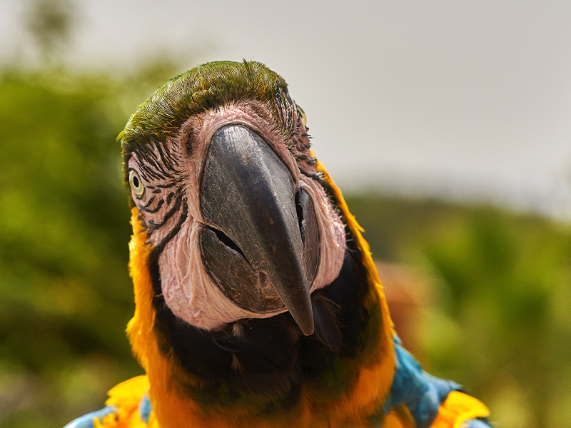 Which animal lives the longest? Macaws and some parrots can live up to 100 years