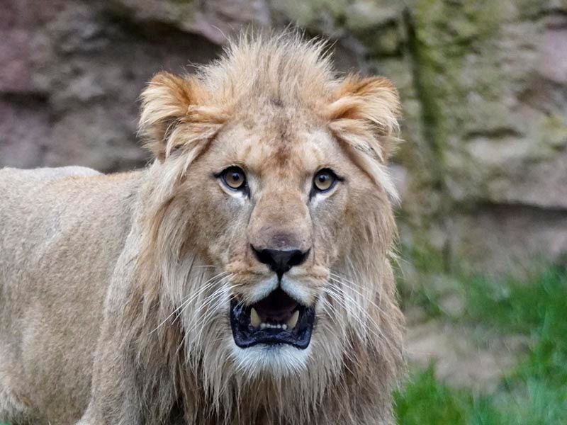 León del Atlas o de Berbería