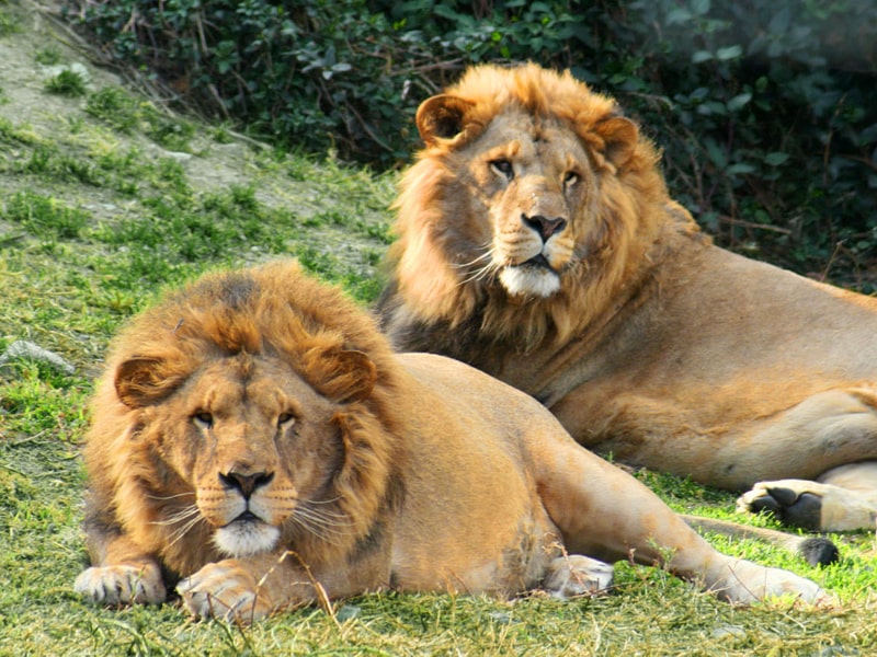 6 curiosidades interesantes sobre los leones que quizás no sabías