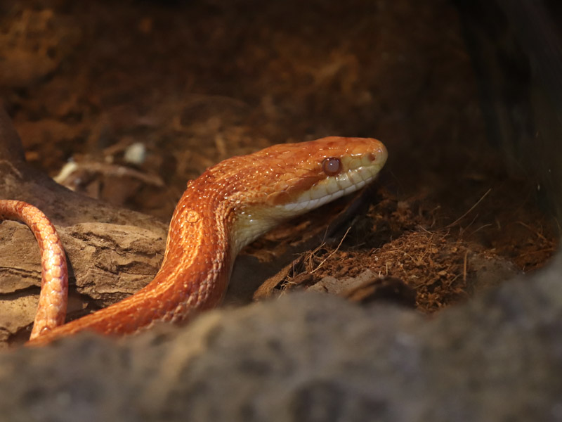 ¿Qué hacer si te encuentras una serpiente en el campo?